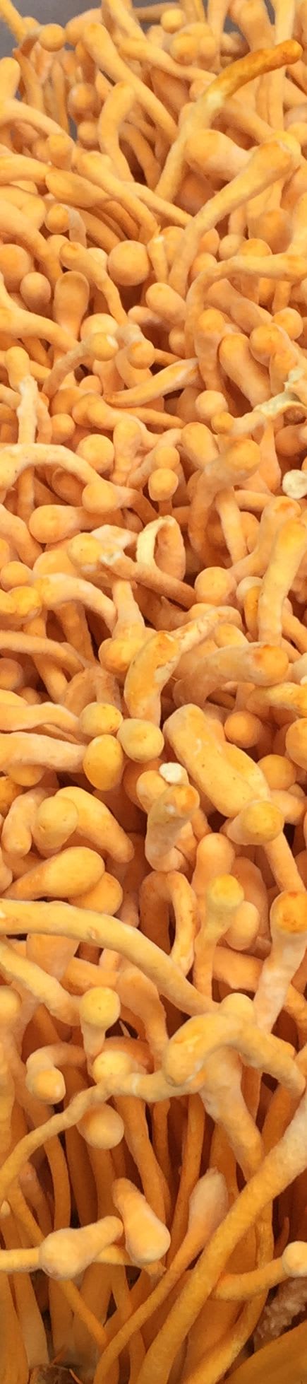 company tower banner