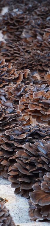 company tower banner