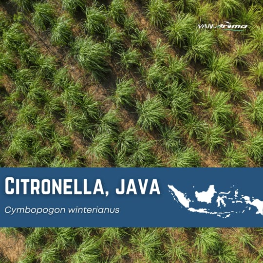 Van Aroma Citronella Java Oil (CT-001)-carousel-image