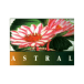 Astral Extracts company logo
