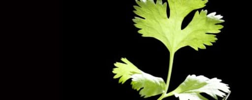 Primetime Nat Cilantro Flavor Wonf (Bd-10501) product card banner