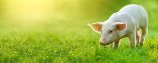Gofos™ P95 Animal Nutrition product card banner