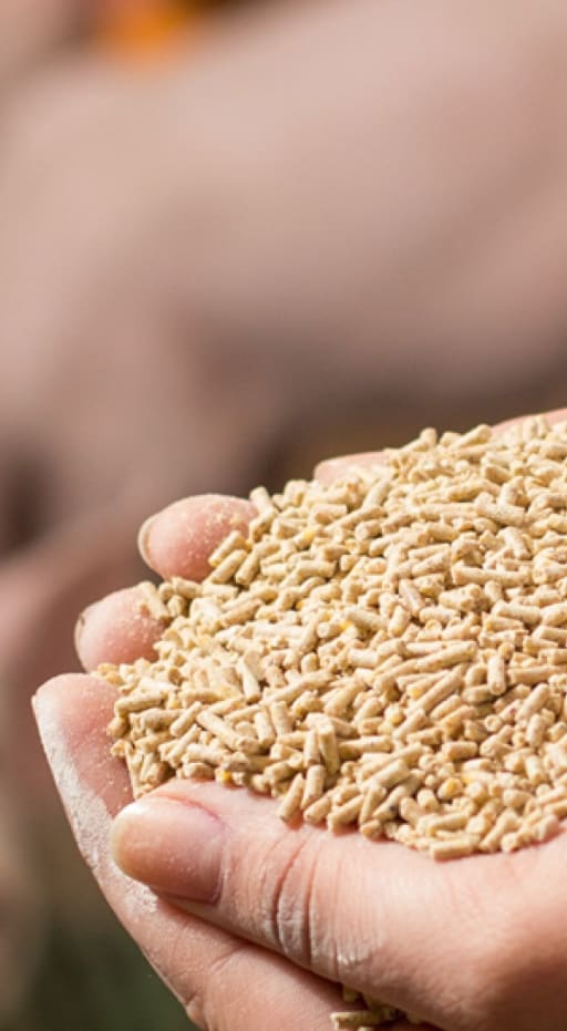 Hamlet Protein producer card banner