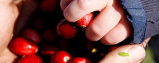 Ocean Spray Superior Whole Frozen Cranberries product card banner