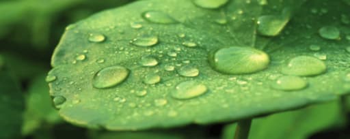 Greenpharma Organic Centella Asiatica Extract product card banner