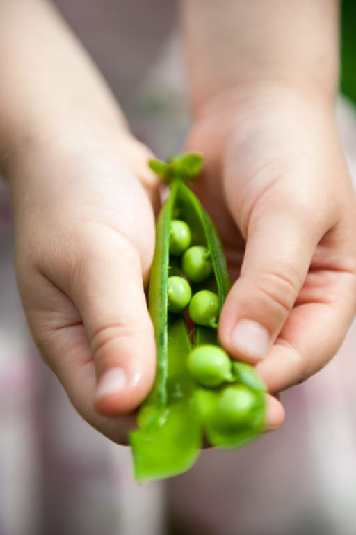 Coco Pea.soft product card banner