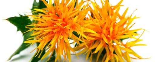 Botaneco Inc. producer card banner
