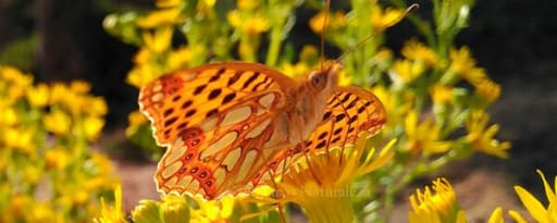Naturalea producer card banner