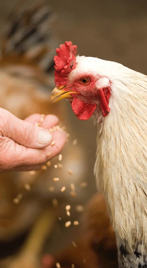 Ez-mill® Grain Conditioner product card banner
