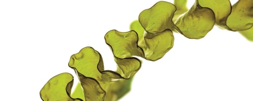 Phlorogine™ Bg Pf product card banner