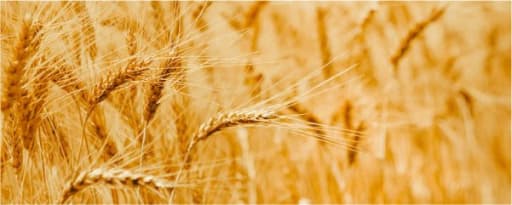 Heartland 75 Vital Wheat Gluten product card banner