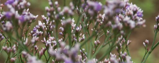 Sea Lavender Hc® product card banner