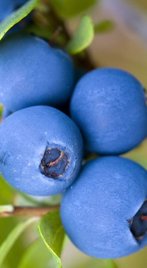 Agriculture & Feed - Pest Control - Commercial Pest Control ...