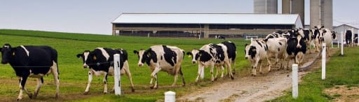 Dcp® - Ws (Dawe's Cattle Probiotic - Water Soluble) product card banner