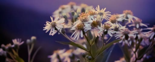 Sea Starwort Oil® product card banner