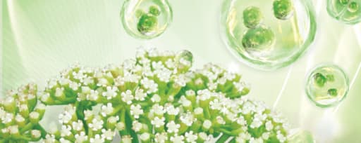 Celtosome™ Crithmum Maritimum product card banner