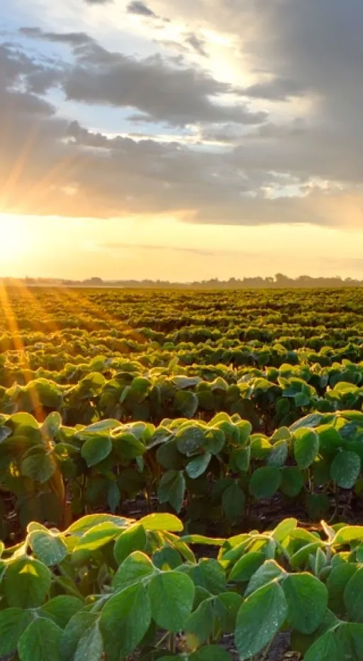 Agrochemicals - Crop Protection & Pest Control - Herbicides ...