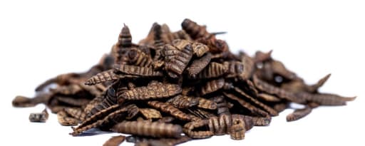 Chapul Black Soldier Fly Larvae (Bsfl) product card banner