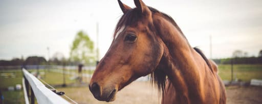 Streseez® For Horses product card banner