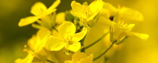 Cargill Canola Oil product card banner