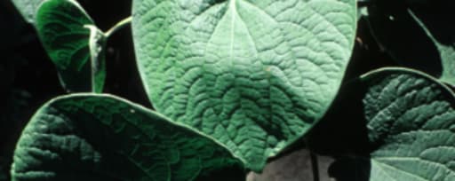 Naturex Kava Kava Root Pe 30% Kava Lactones (Ec841560) product card banner