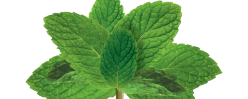 Givaudan Organics Natural Peppermint Flavor (Ud-2155) product card banner