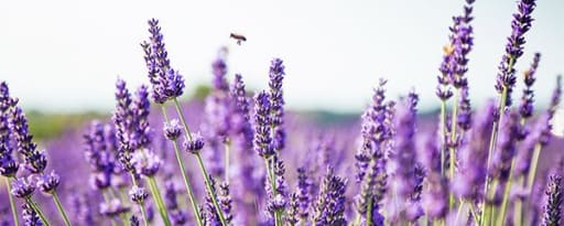 Berkem Organic Lavender Extract (R0578) product card banner