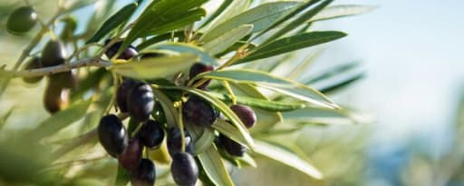 Berkem Organic Olive Extract (R0581) product card banner