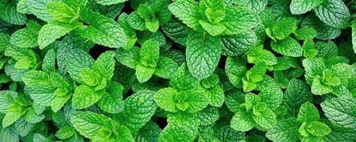 Berkem Peppermint Water (R0764) product card banner