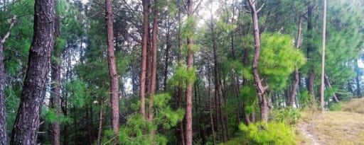 Pine Needle Oil product card banner