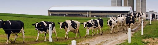 Dcp® - Fg (Dawe's Cattle Probiotic - Feed Grade) product card banner