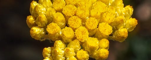 Hydrachrysum™ product card banner