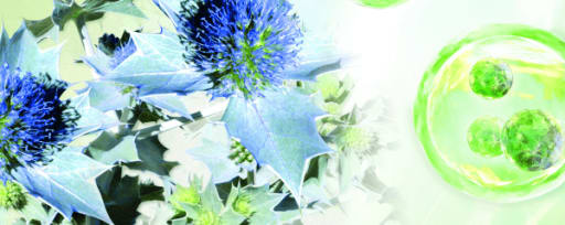 Celtosome™ Eryngium Maritimum product card banner