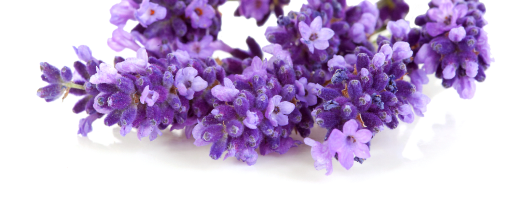 Saris Lavender Floral Water (Lavandula Angustifolia) product card banner