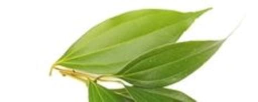 Cinnamon Leaf Oil product card banner