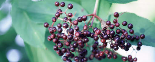 Naturex Elderberry Fruit Powder 4% Anthocyanins Hplc (On700002) product card banner