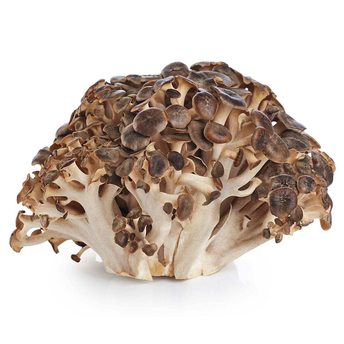 Sempera Organics Maitake Sempera Organics Knowde