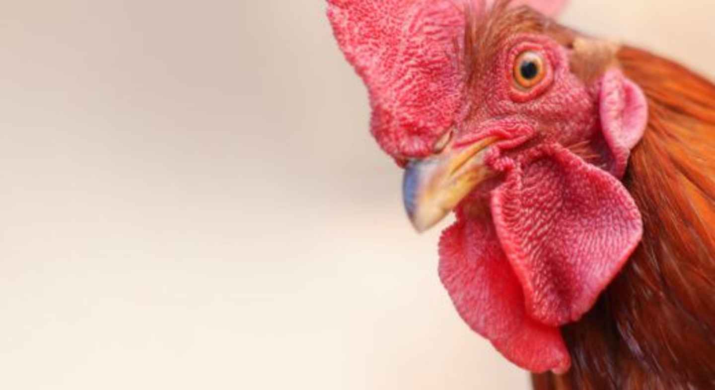 Animal Feed & Nutrition