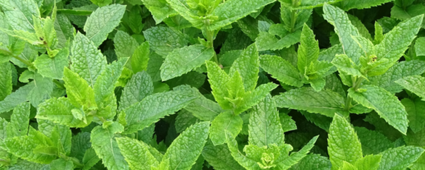 Peppermint Flavor Natural (7237020) banner