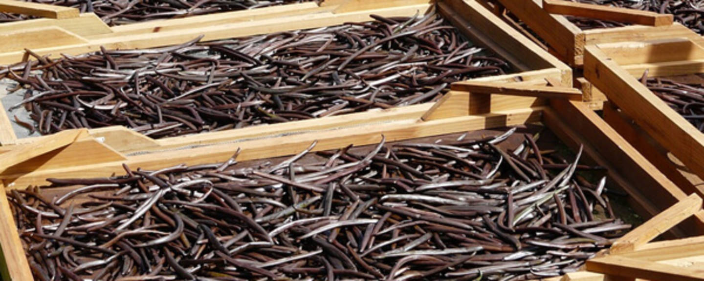 Callisons Vanilla Flavor Natural WONF (105872) banner