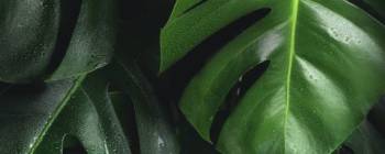 Primal Essence Ashwagandha CA-ASW-1 banner