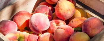 Callisons Peach Type Flavor, NAT WS (1825706) banner