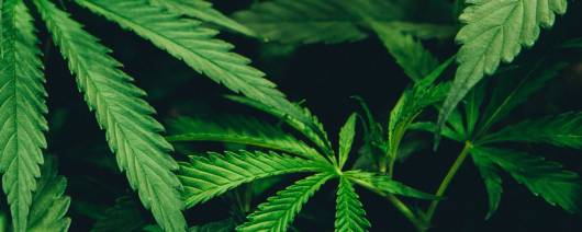 Hemp Flavors Hemp SD Type Flavor N&A WS (1825923) banner