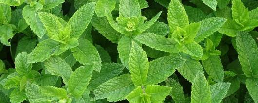 Mint Oils India Peppermint NAT (105109) banner