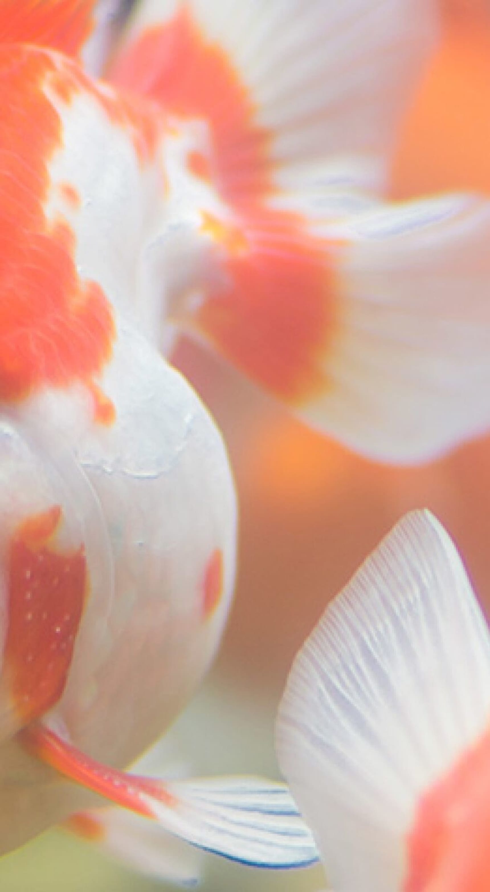 Biovet banner