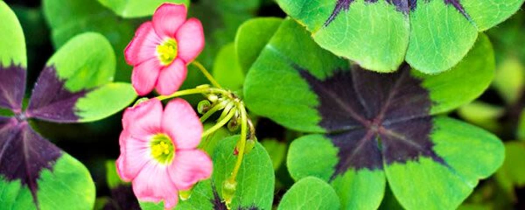 Shamrock Technologies Inc. banner