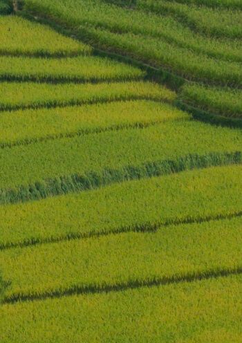 LIFELINE - United Phosphorus - Herbicide - Grasses - Knowde