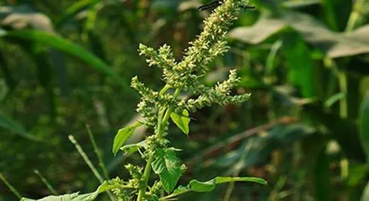 Agrochemicals - Crop Protection & Pest Control - Products